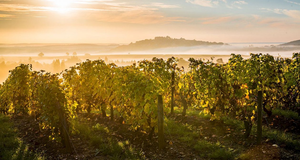 Vignoble de Sancerre