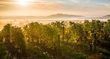 vignoble de centre loire